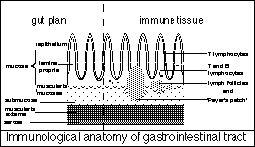 immunological anatomy of gut wall-schematic