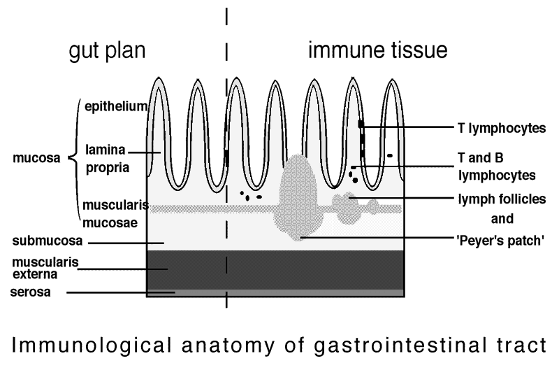 immune tissues of gut: schematic