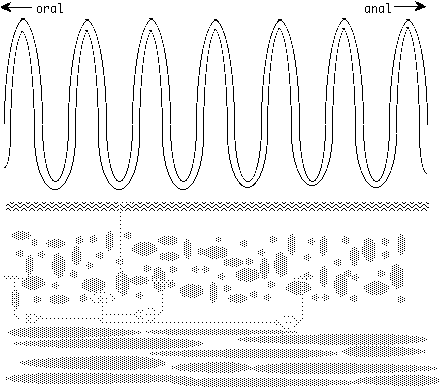 template for peristalsis