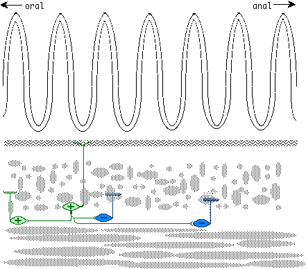 neural basis for peristalsis: efferent arm of enteric system