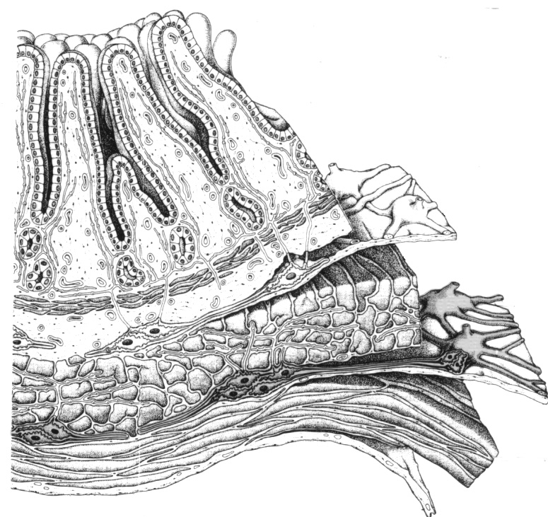 gut wall and enteric connnections