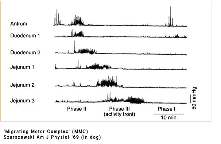 intestinal pressure recordings during migrating motor complex-canine