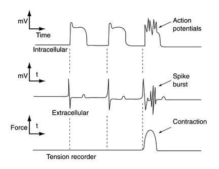 gut muscle responses