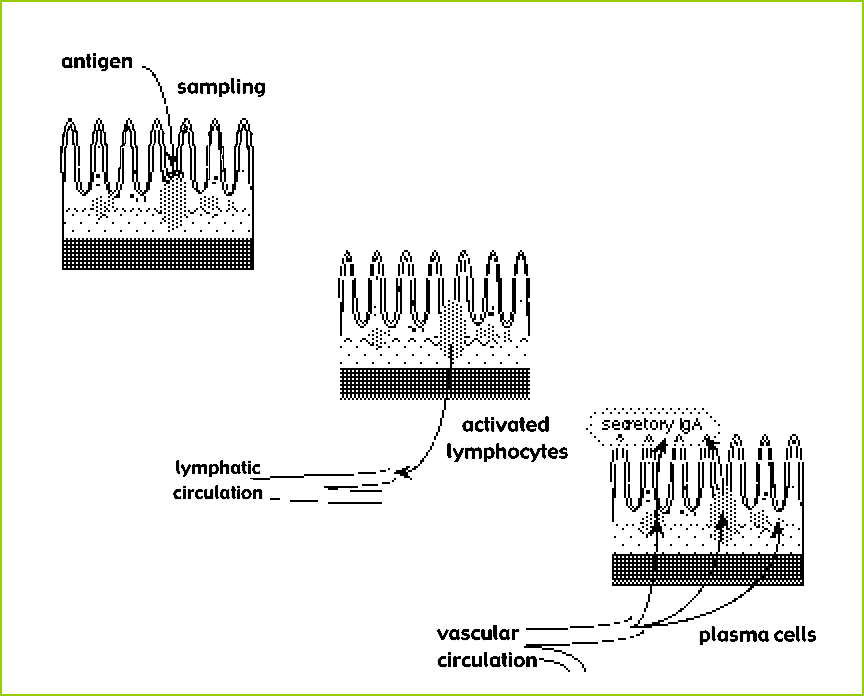 activation of the enteric immune system