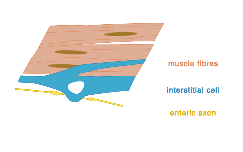 relations of axon, ICC and smooth muscle fibres