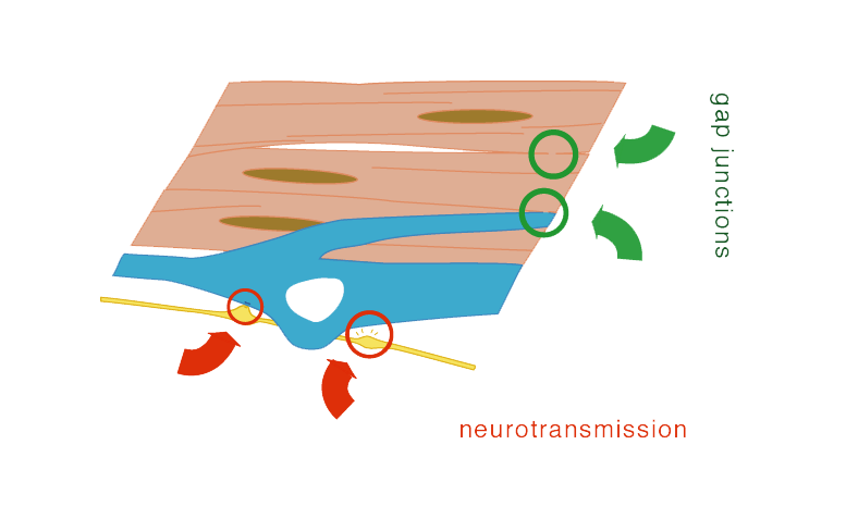 functional relations of axon, ICC and smooth muscle fibres