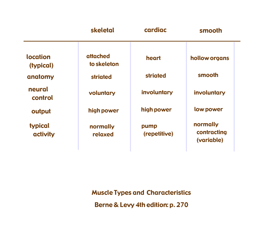 muscle types