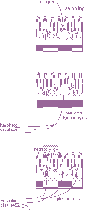 activation of some gut wall immune mechanisms