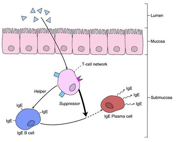 mechanism of oral tolerance