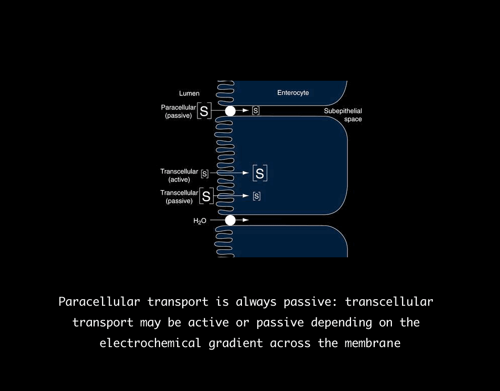 active and passive, transcellular and paracellular...