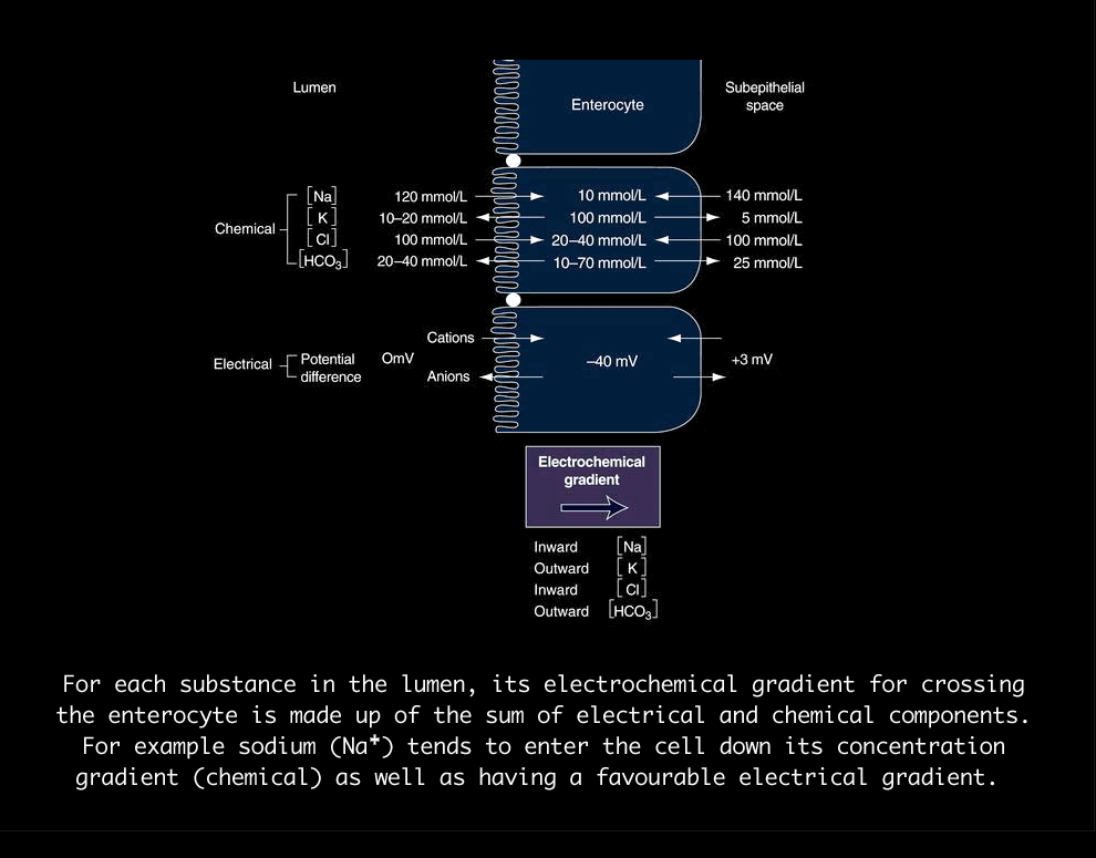 active and passive, transcellular and paracellular...