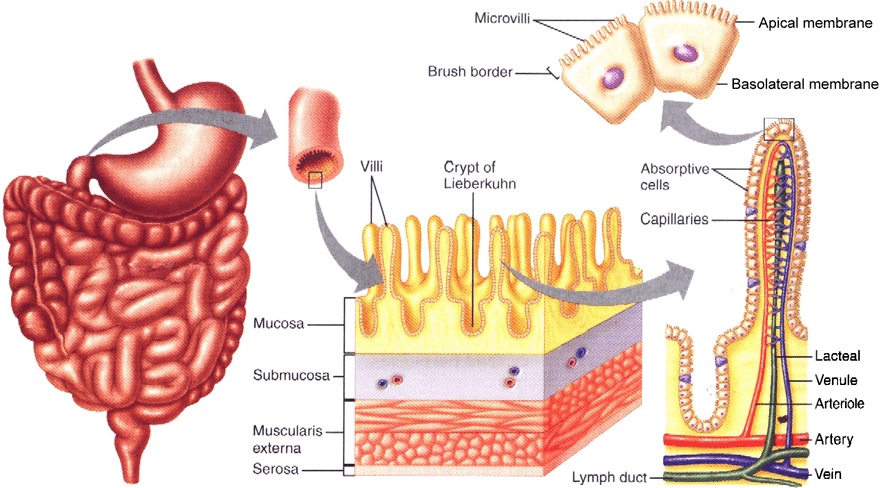 diagram to give a sense of scale of sizes in gut anatomy