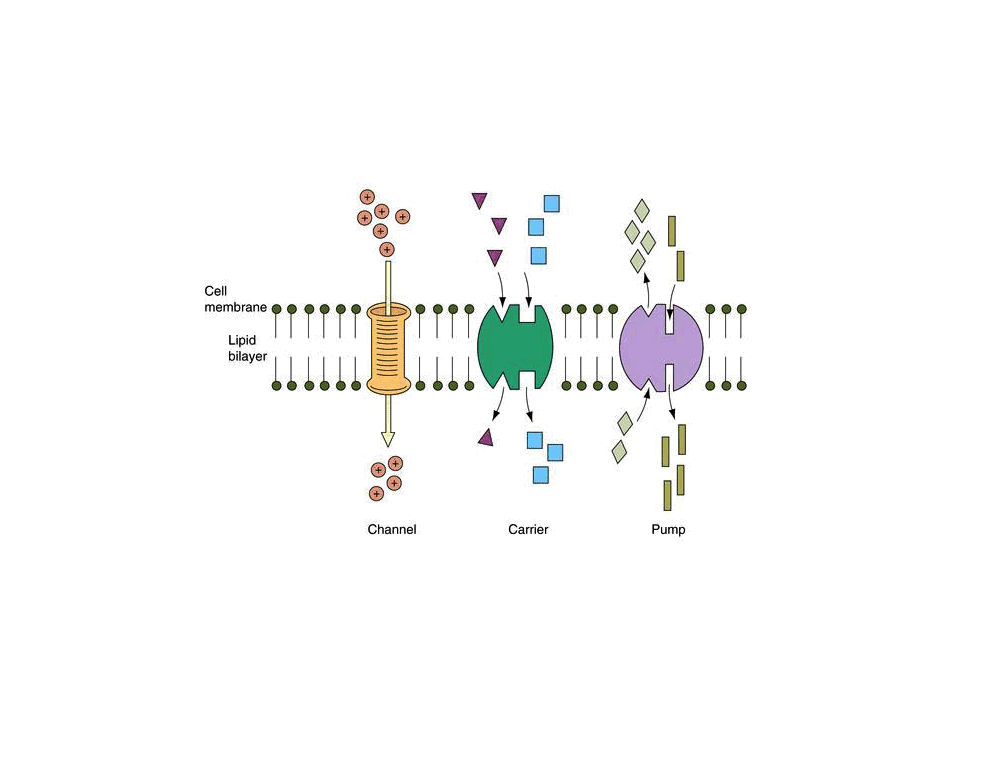 channels, carriers and pumps