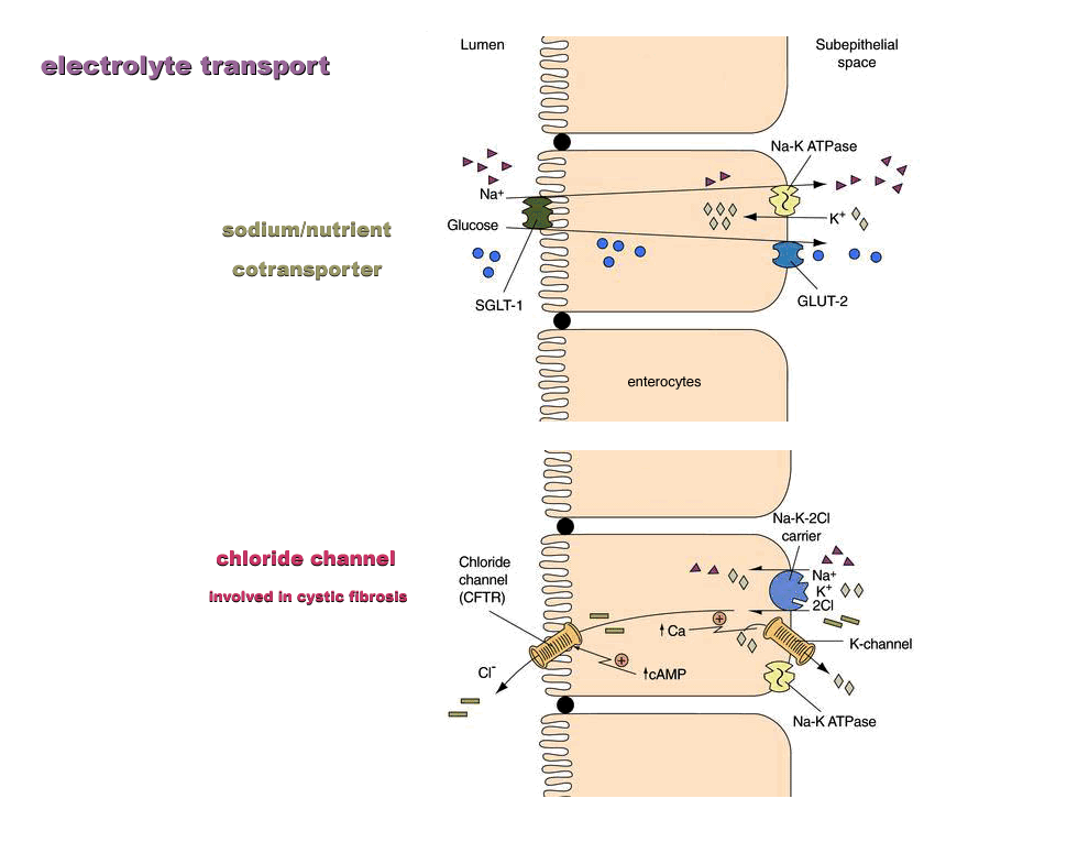 electrolyte transport examples