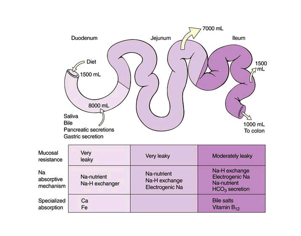 function of jejunum and ileum