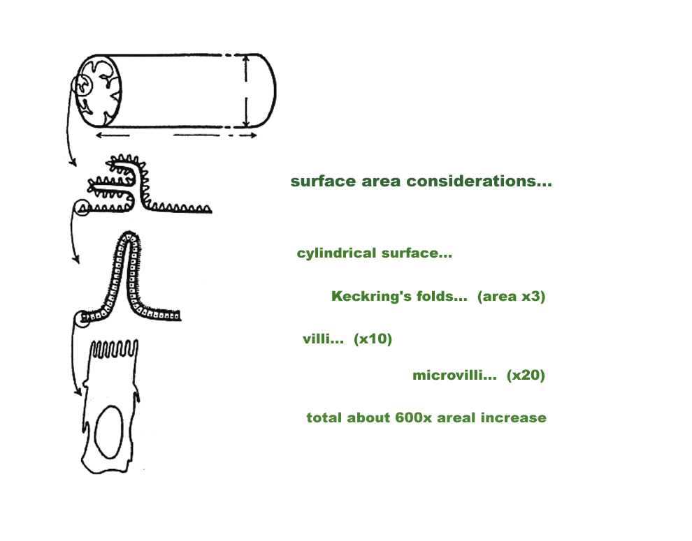 surface area considerations