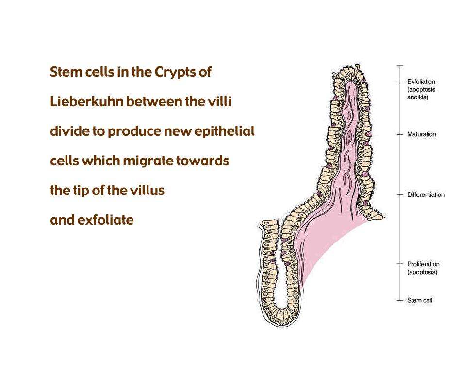 crypt dynamics poster