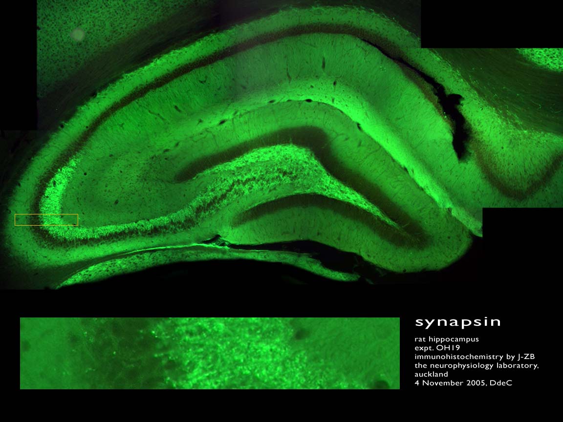 0511xOH19synapsinMsc