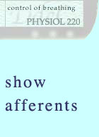 afferents: 'inputs' to the respiratory centre