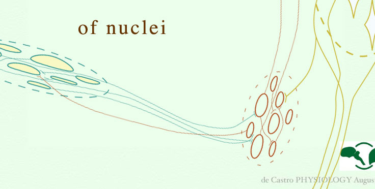 about the word 'nucleus' 